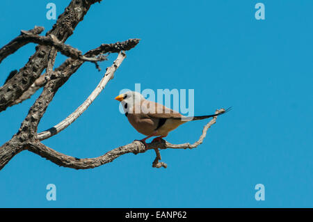 Long-tailed Finch, Poephila acuticauda a Mt Hart, il Kimberley, WA, Australia Foto Stock