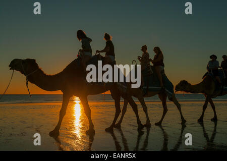 Camel a piedi sulla spiaggia di Cable al tramonto, Broome WA Foto Stock