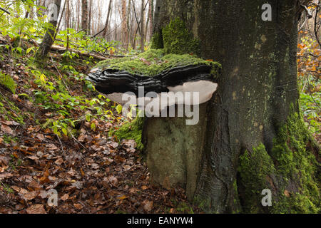 Staffa grande fungo oltre 50cm di diametro sulla vecchia vita rame maturo faggio tronco di albero base a livello del suolo coperto di moss Foto Stock