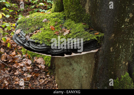 Staffa grande fungo oltre 50cm di diametro sulla vecchia vita rame maturo faggio tronco di albero base a livello del suolo coperto di moss Foto Stock