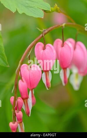 Cuore di sanguinamento (lamprocapnos spectabilis syn. dicentra spectabilis) Foto Stock