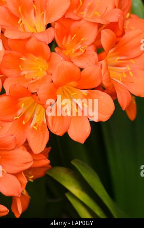 Natal lily (clivia miniata) Foto Stock