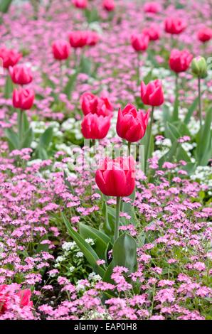 I tulipani (tulipa) e dimenticare me not (myosotis) Foto Stock