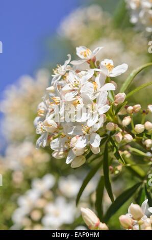 Mexican orange blossom (choisya ternata 'perla azteca') Foto Stock