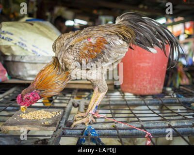 Bangkok, Bangkok, Thailandia. Xix Nov, 2014. Un gallo pecks a sinistra di alimentazione per lui in Khlong Toei Mercato in Bangkok. Tra luglio e settembre l'economia ampliato 0,6 percento rispetto all'anno precedente, la nazionale di sviluppo economico e sociale Pensione (NESDB) segnalati. Thailandia dell'economia raggiunto un debole 0,2 per cento la crescita nei primi nove mesi dell'anno. Il NESDB detto l'economia thailandese dovrebbe crescere del 1 per cento nel 2014. Le autorità dicono la lenta crescita è perché i turisti non hanno restituito alla Thailandia a seguito del colpo di Stato nel maggio 2014, e che ha ridotto la domanda di c Foto Stock