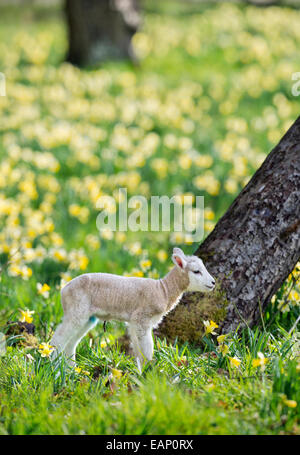 Un neonato di agnello a molla in un campo di narcisi selvatici in Kempley, GLOUCESTERSHIRE REGNO UNITO Foto Stock