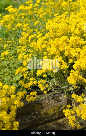 Golden alyssum (aurinia saxatilis syn. alyssum saxatile) Foto Stock