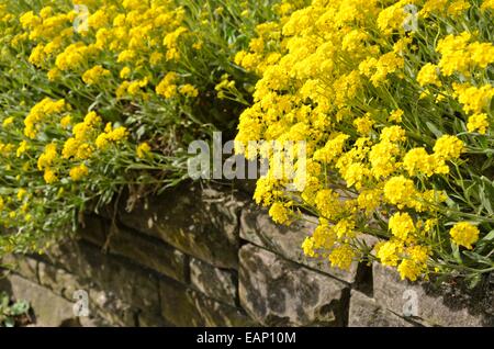 Golden alyssum (aurinia saxatilis syn. alyssum saxatile) Foto Stock