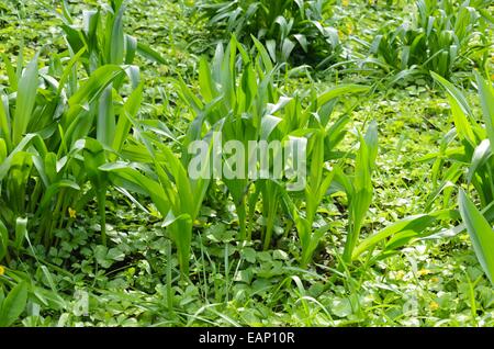 Il croco d'autunno (Colchicum autumnale) Foto Stock