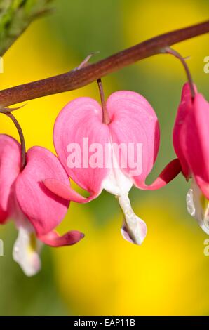 Cuore di sanguinamento (lamprocapnos spectabilis syn. dicentra spectabilis) Foto Stock