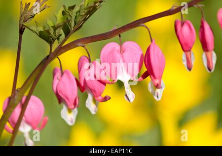 Cuore di sanguinamento (lamprocapnos spectabilis syn. dicentra spectabilis) Foto Stock