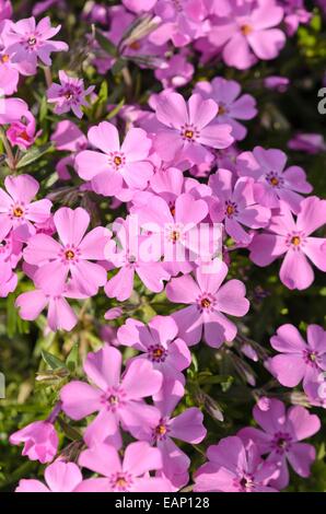 Moss phlox (phlox subulata 'nettleton') Foto Stock