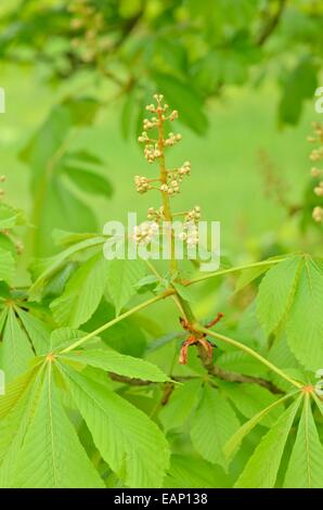Comune di ippocastano (Aesculus hippocastanum) Foto Stock