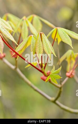 Buckeye nana (Aesculus parviflora) Foto Stock