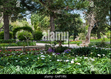 Zantedeschia (gigli di calla, gigli di arum) cresce nei giardini di San Anton vicino al Palazzo Presidenziale, Attard, Malta. Foto Stock