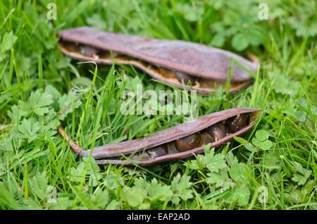 Kentucky coffeetree (gymnocladus dioicus) Foto Stock