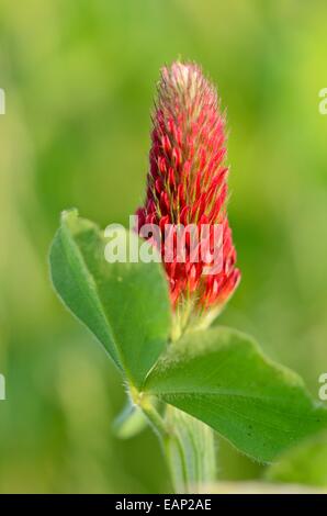 Trifoglio di cremisi (Trifolium incarnatum) Foto Stock