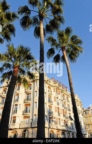 Ventola messicano palm (Washingtonia robusta), Nizza, Francia Foto Stock