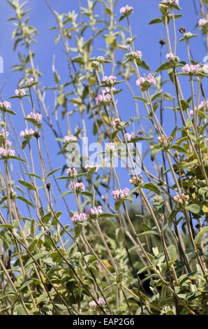 Viola Gerusalemme salvia (phlomis purpurea) Foto Stock