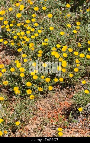 Spiaggia mediterranea daisy (asteriscus maritimus) Foto Stock