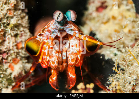 Canocchia - Odontodactylus scyllarus - Moalboal - Cebu - Filippine Foto Stock