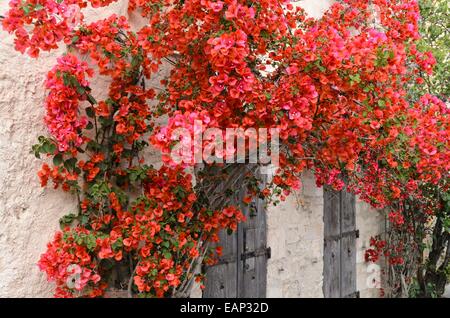 Il Bougainvillea su un muro di casa Foto Stock