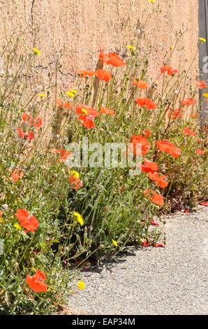 Il mais papavero (Papaver rhoeas) Foto Stock