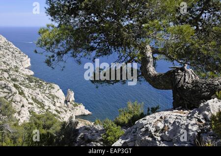 Pino di Aleppo (Pinus halepensis), calanques national park, Francia Foto Stock