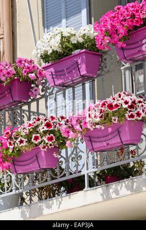 Nelle petunie (petunia) in cassette di fiori Foto Stock