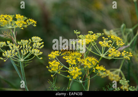 Eristalis tenax, europeo Hover Fly o Drone volare su Foeniculum vulgare, finocchio selvatico Foto Stock