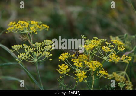 Eristalis tenax il Parlamento Hover Fly o Drone volare su Foeniculum vulgare, finocchio selvatico Foto Stock