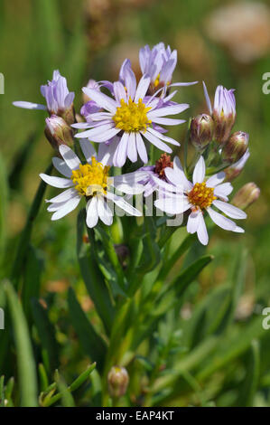 Mare - Aster Aster tripolium Salt Marsh fiore Foto Stock