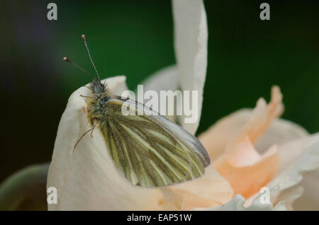 Verde-bianco venato butterfly.(artogeia napi) Foto Stock