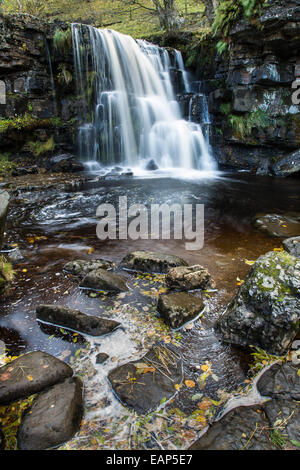 Oriente Gill vigore nei pressi di Keld, Swaledale superiore, Yorkshire Dales National Park Foto Stock