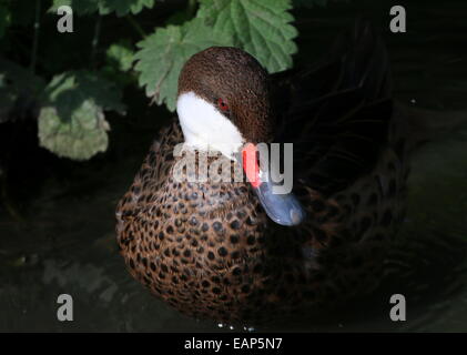 Close-up di un maschio bianco-cheeked o Bahama Pintail ( Anas bahamensis) Foto Stock