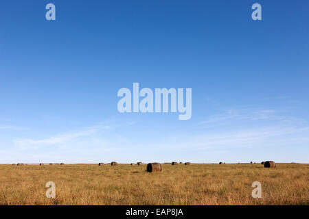 Prairie rurale prateria campi aperti bengough Saskatchewan Canada Foto Stock