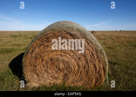 Laminati di balle di fieno in zone rurali di prateria prateria campi aperti bengough Saskatchewan Canada Foto Stock