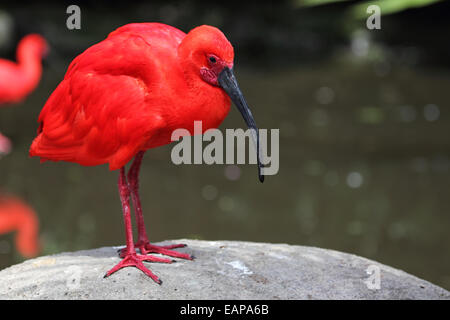 Scarlet Ibis (Eudocimus ruber) seduto su una roccia sul bordo di un lago. Foto Stock