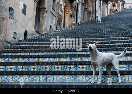 La città di Caltagirone è famosa per la produzione di maioliche e ceramiche di terracotta e casa di un decorato 142-passo scalinata che conduce alla chiesa di Santa Maria del Monte. Con la Sicilia del quattordici per cento il tasso di disoccupazione tra i più alti in Italia, navigatori dell'economia guardare al turismo come una delle principali fonti di reddito in futuro in tutta l'isola. Foto Stock