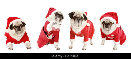 Quattro pugs come un regalo di Natale, esentate, sfondo bianco vestiti da Babbo Natale, ritaglio Foto Stock