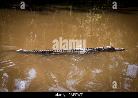 Alligatore in una palude, il Bayou. Louisiana Foto Stock