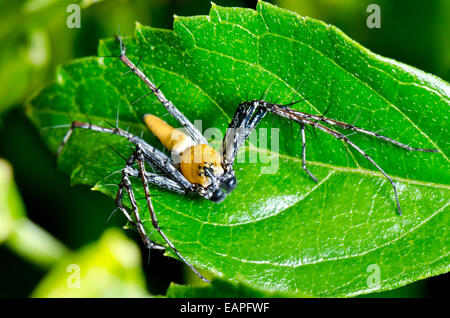 Lynx Spider, corpo giallo e nero gambe agguato di piccoli insetti come cibo sulla foglia Foto Stock