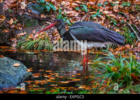 Cicogna Nera (Ciconia nigra) rovistando nel laghetto nella foresta di autunno Foto Stock