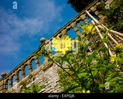 Piante che crescono nei confini del giardino terrazzato a Haddon Hall nel Parco Nazionale di Peak District Derbyshire Dales Inghilterra Foto Stock