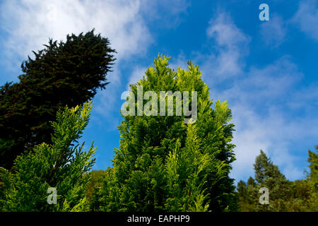 Leylandii o Leyland cipresso o Cupressa leylandii, una crescita veloce di conifere albero sempreverde con cielo blu dietro Foto Stock