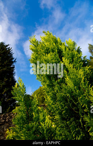 Leylandii o Leyland cipresso o Cupressa leylandii, una crescita veloce di conifere albero sempreverde con cielo blu dietro Foto Stock