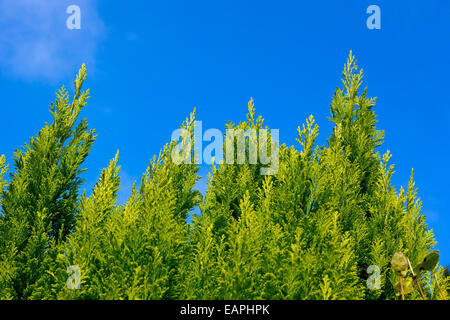 Leylandii o Leyland cipresso o Cupressa leylandii, una crescita veloce di conifere albero sempreverde con cielo blu dietro Foto Stock