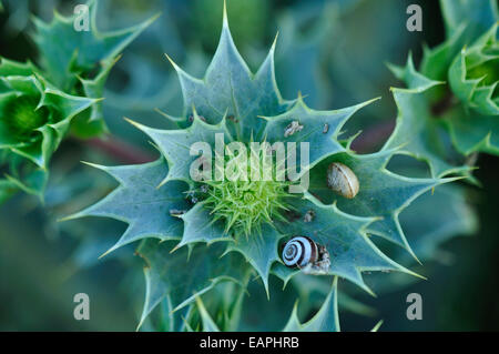 Guardando verso il basso sul bellissimo mare holly REGNO UNITO Foto Stock