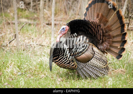 Un Wild Turchia strutting al bosco. Foto Stock