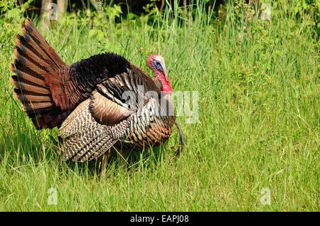 Il tacchino selvatico strutting in primavera la stagione di accoppiamento per una femmina. Foto Stock